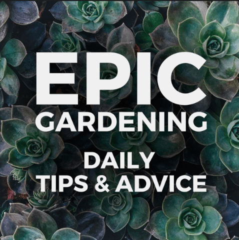 Succulents used in Epic Gardening's podcast cover art 